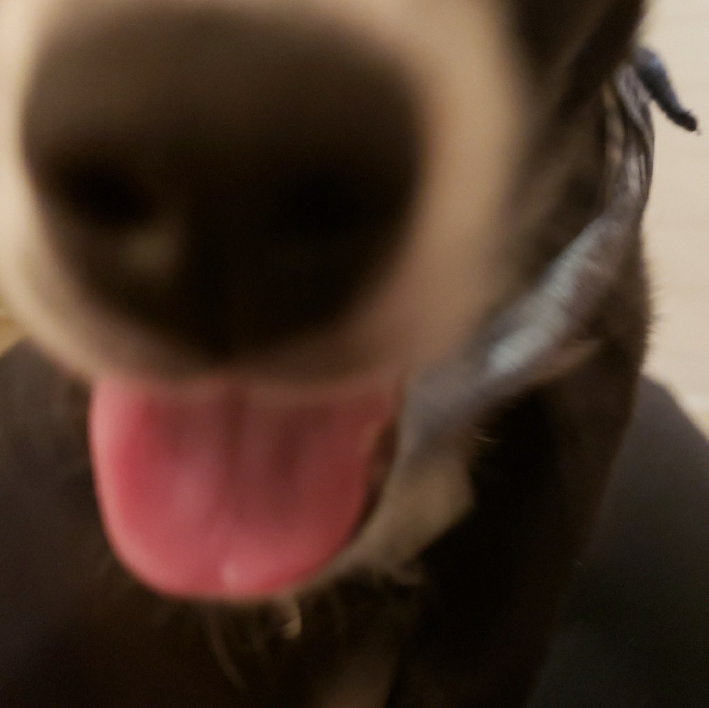 Meet your Posher, Poppy